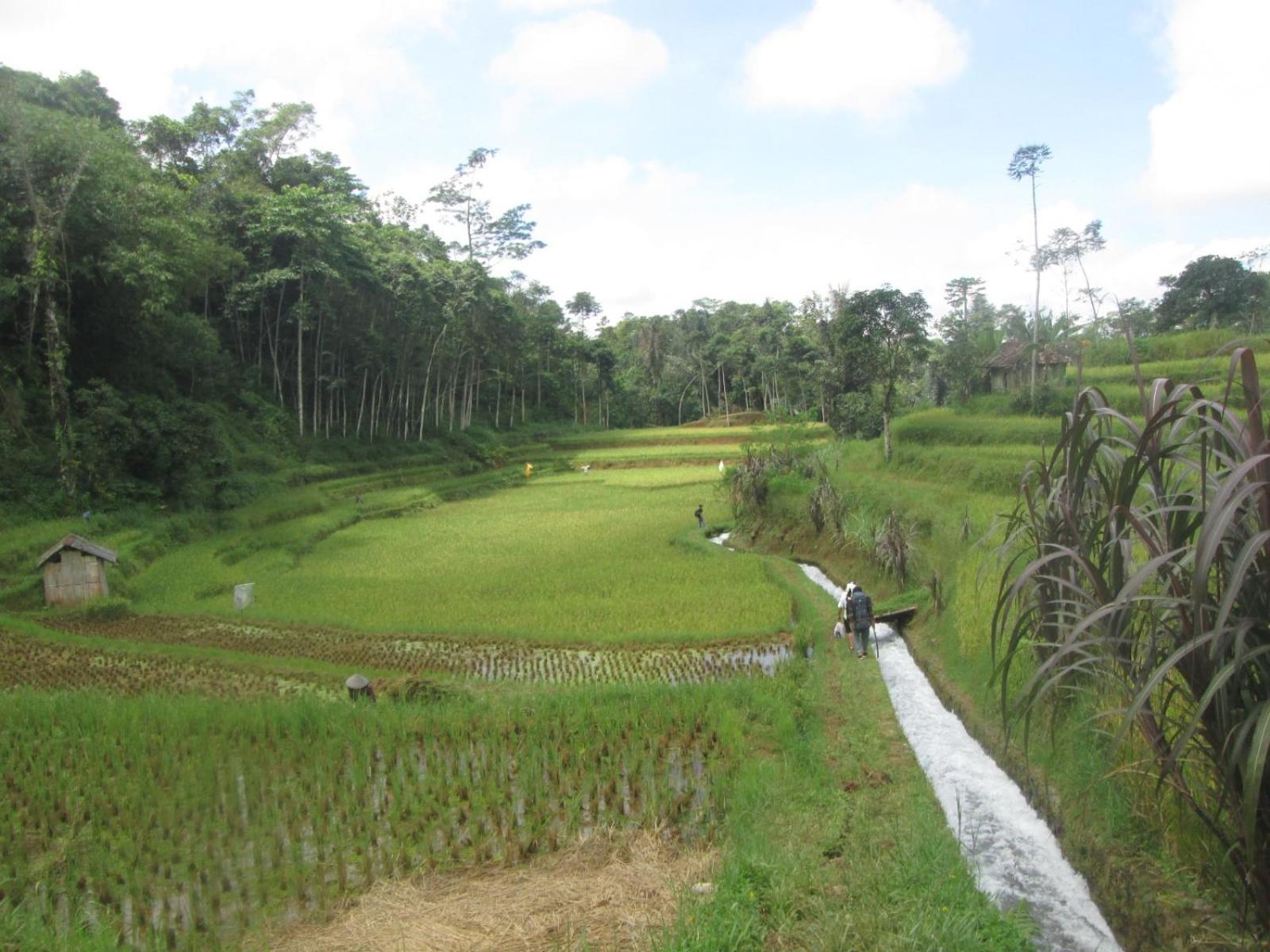 Bule Cianjur
